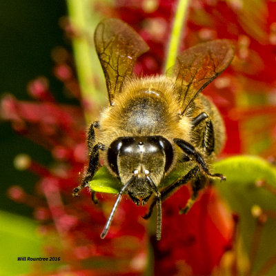 5F1A4357 Honeybee.jpg