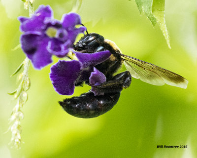 5F1A4369 Eastern Carpenter Bee.jpg