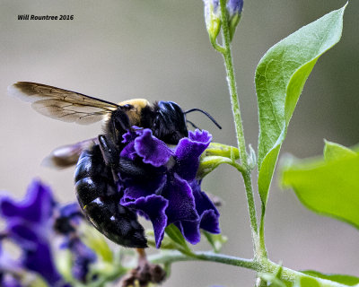 5F1A4392 Eastern Carpenter Bee.jpg