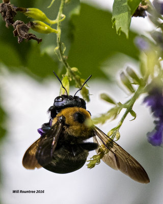 5F1A4428 Eastern Carpenter Bee.jpg
