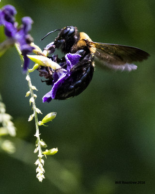 5F1A4462 Eastern Carpenter Bee.jpg