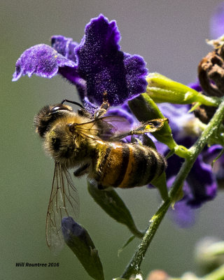 5F1A4469 Honeybee.jpg