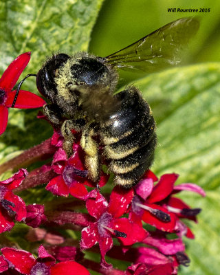 5F1A4552 Xylocopa tabaniformis parkinsoniae.jpg