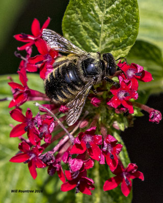 5F1A4583 Xylocopa tabaniformis parkinsoniae.jpg