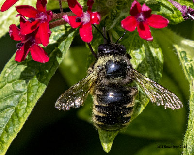 5F1A4592 Xylocopa tabaniformis parkinsoniae.jpg