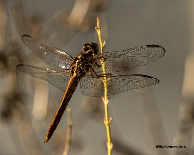 5F1A4653 Dragon.jpg