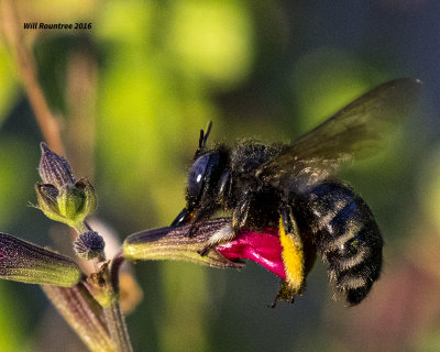5F1A4709 Xylocopa tabaniformis parkinsoniae.jpg