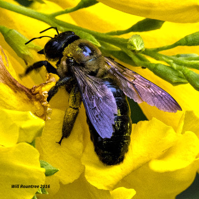 5F1A4769 Eastern Carpenter Bee.jpg