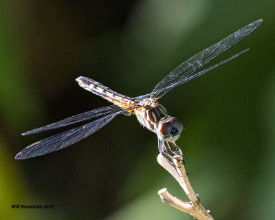 5F1A4811 small dragon.jpg