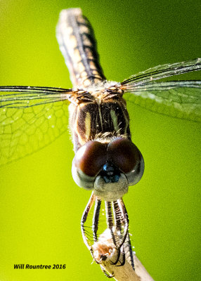 5F1A4813 small dragon.jpg