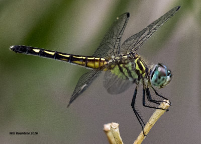 5F1A4873 female Blue Dasher.jpg