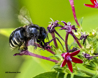 5F1A4922 Xylocopa tabaniformis parkinsoniae.jpg