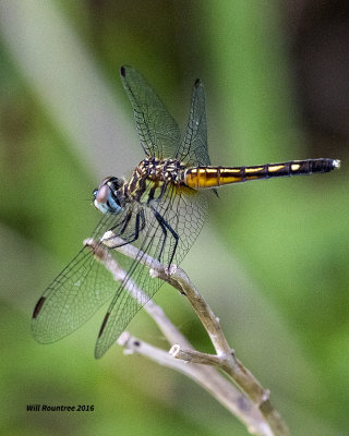5F1A4967 female Blue Dasher.jpg