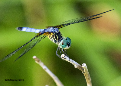 5F1A5073 Blue Dasher.jpg