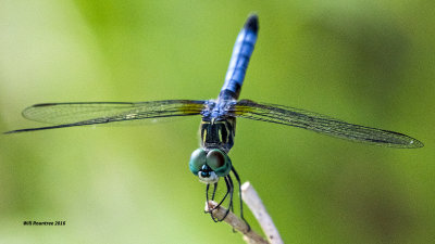 5F1A5106 Blue Dasher.jpg