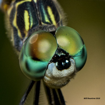 5F1A5124 Blue Dasher.jpg