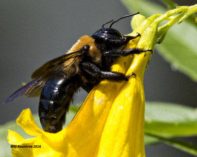 5F1A5144 Eastern Carpenter Bee.jpg