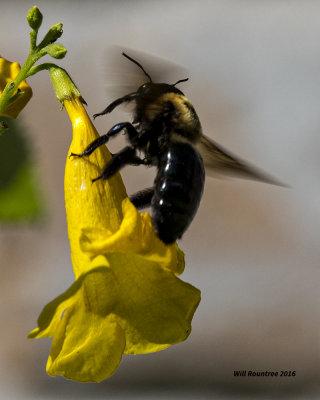 5F1A5153 Eastern Carpenter Bee.jpg