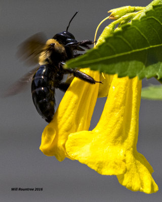5F1A5216 Eastern Carpenter Bee.jpg