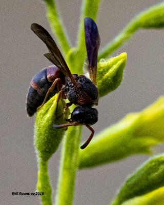 5F1A5231 Pachodynerus erynnis.jpg