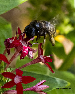 5F1A5245 Xylocopa tabaniformis parkinsoniae.jpg