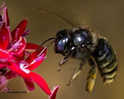 5F1A5286 Xylocopa tabaniformis parkinsoniae.jpg