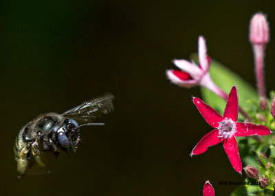 5F1A5294 Xylocopa tabaniformis parkinsoniae.jpg