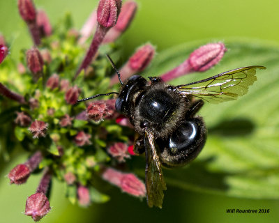 5F1A5312 Xylocopa tabaniformis parkinsoniae.jpg