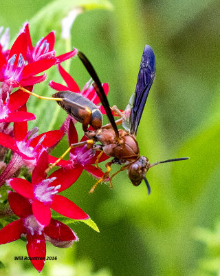 5F1A5468 Wasp.jpg