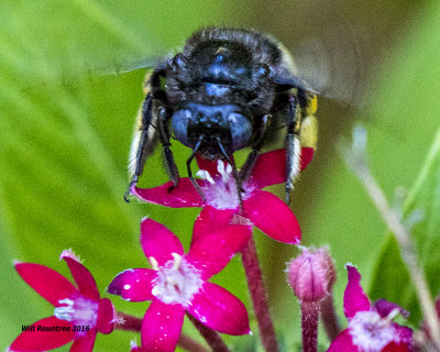 5F1A5533 Xylocopa tabaniformis parkinsoniae.jpg