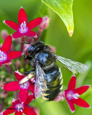 5F1A5543 Xylocopa tabaniformis parkinsoniae.jpg