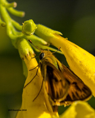 5F1A5606 Fiery Skipper.jpg