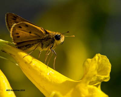 5F1A5611 Fiery Skipper.jpg