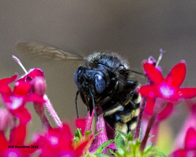 5F1A5717 Bee01.jpg