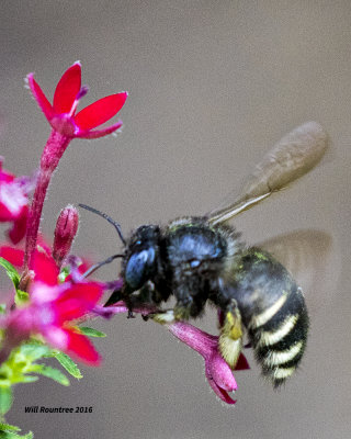 5F1A5718 Bee01.jpg