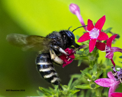 5F1A5757 Bee01.jpg