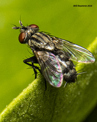 5F1A5761 little fly.jpg