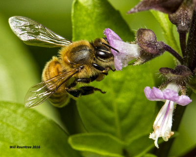 5F1A5767 Honeybee on Basil.jpg