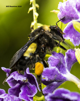 5F1A5850 Bumblebee.jpg