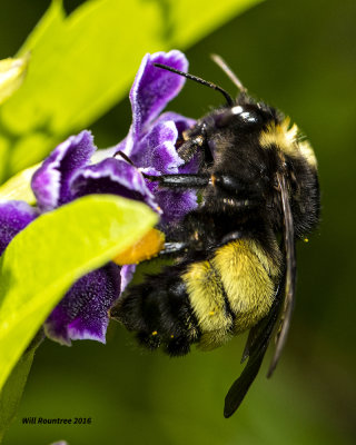 5F1A5851 Bumblebee.jpg