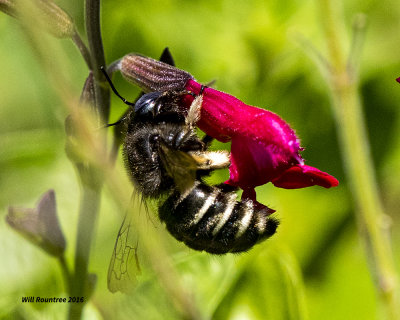 5F1A5866 Carpenter Bee.jpg