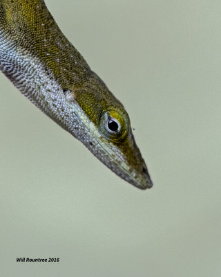 5F1A5882 Green Anole.jpg