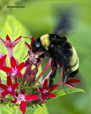 5F1A5890 American Bumblebee.jpg