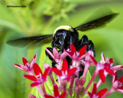 5F1A5895 American Bumblebee.jpg