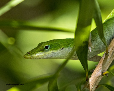 5F1A6039 Green Anole.jpg
