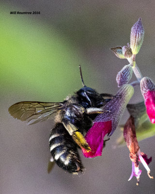 5F1A6179 Xylocopa tabaniformis parkinsoniae.jpg