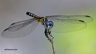 5F1A6259 Blue Dasher.jpg