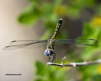 5F1A6317 Blue Dasher.jpg
