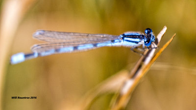 5F1A6860 blue Damsel Fly.jpg