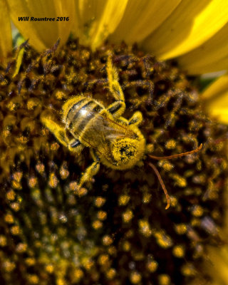 5F1A6863 Little Bee.jpg